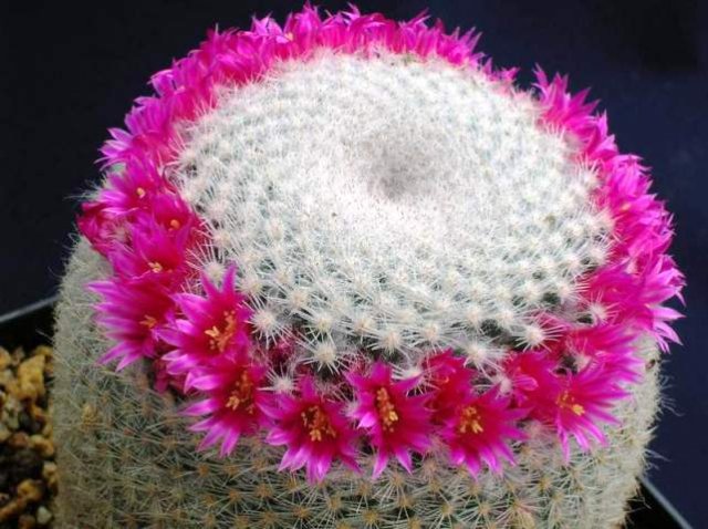 Mammillaria_albilanata